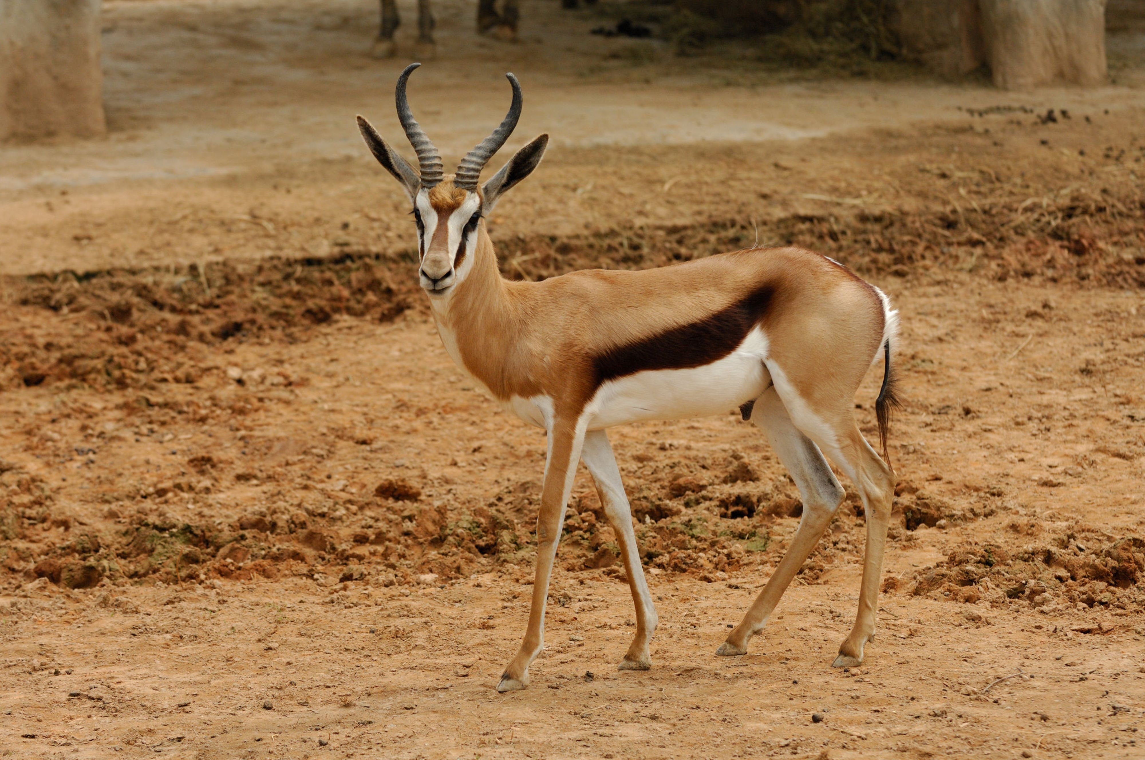 Antilope mit geschwungenen Hörnern auf trockenem Boden in einer natürlichen Umgebung.