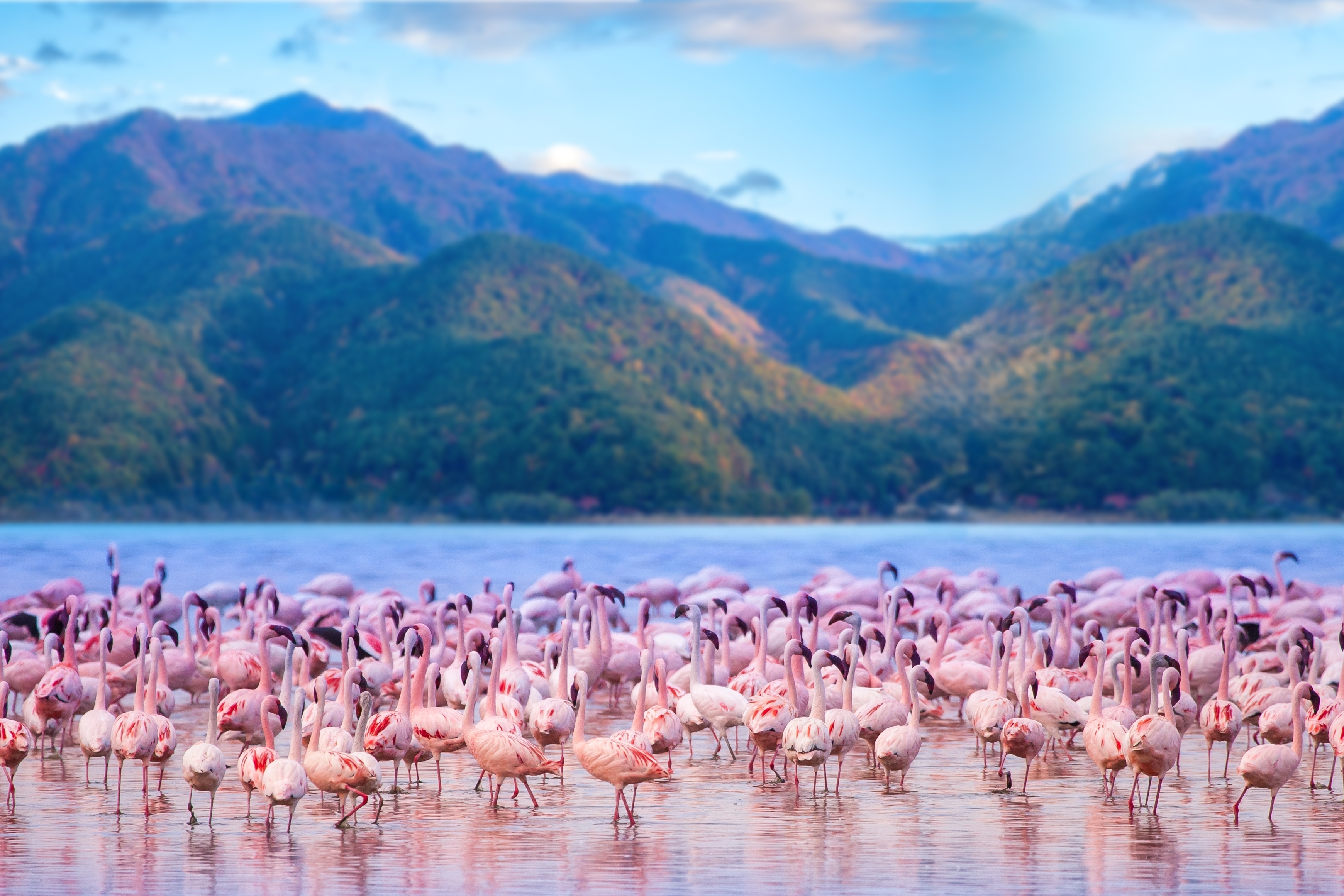 Eine große Gruppe von Flamingos steht in seichtem Wasser mit Bergen im Hintergrund.