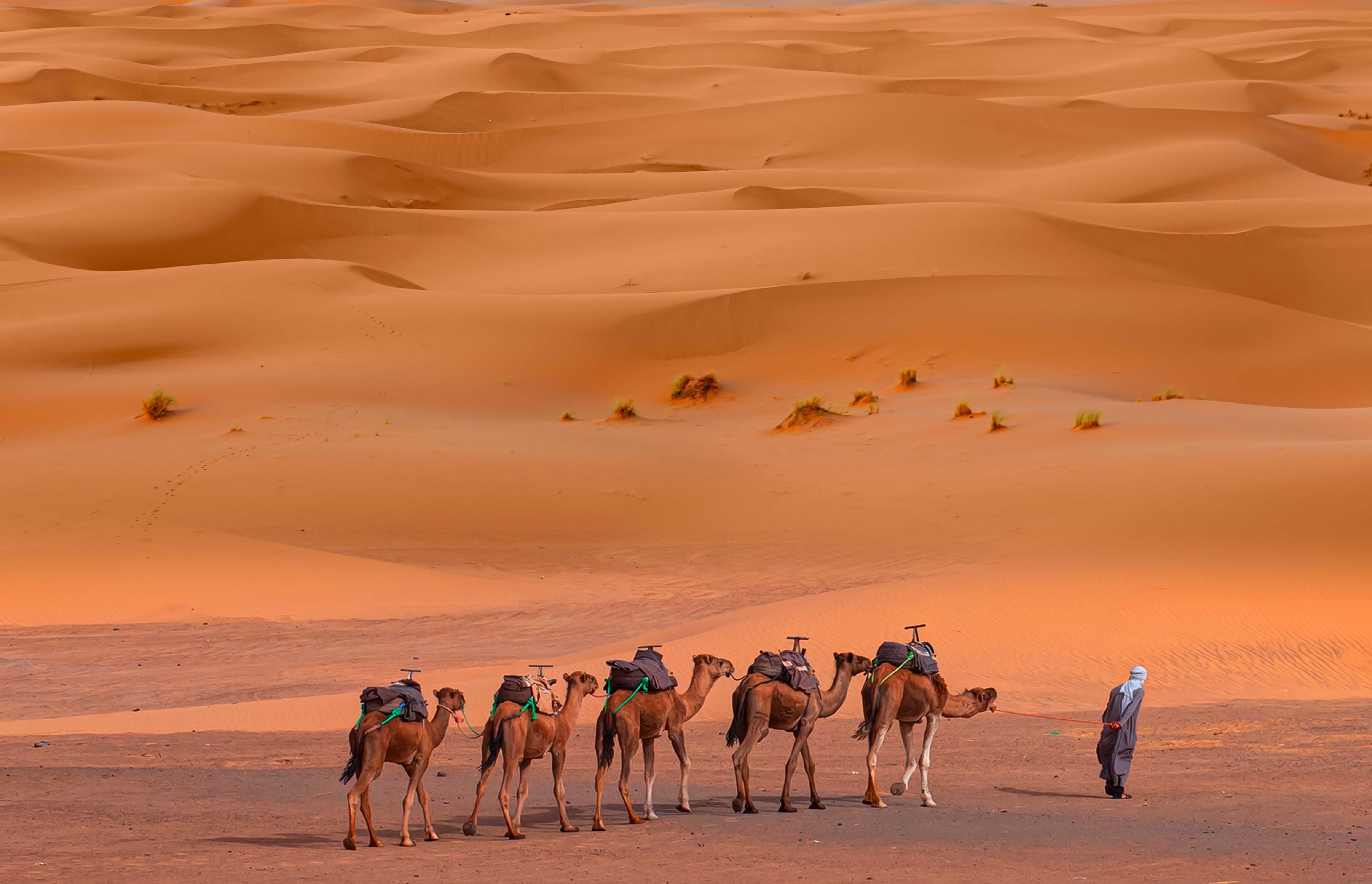 Gruppe von Kamelen mit Satteln in der Wüste, begleitet von einer Person in traditioneller Kleidung.