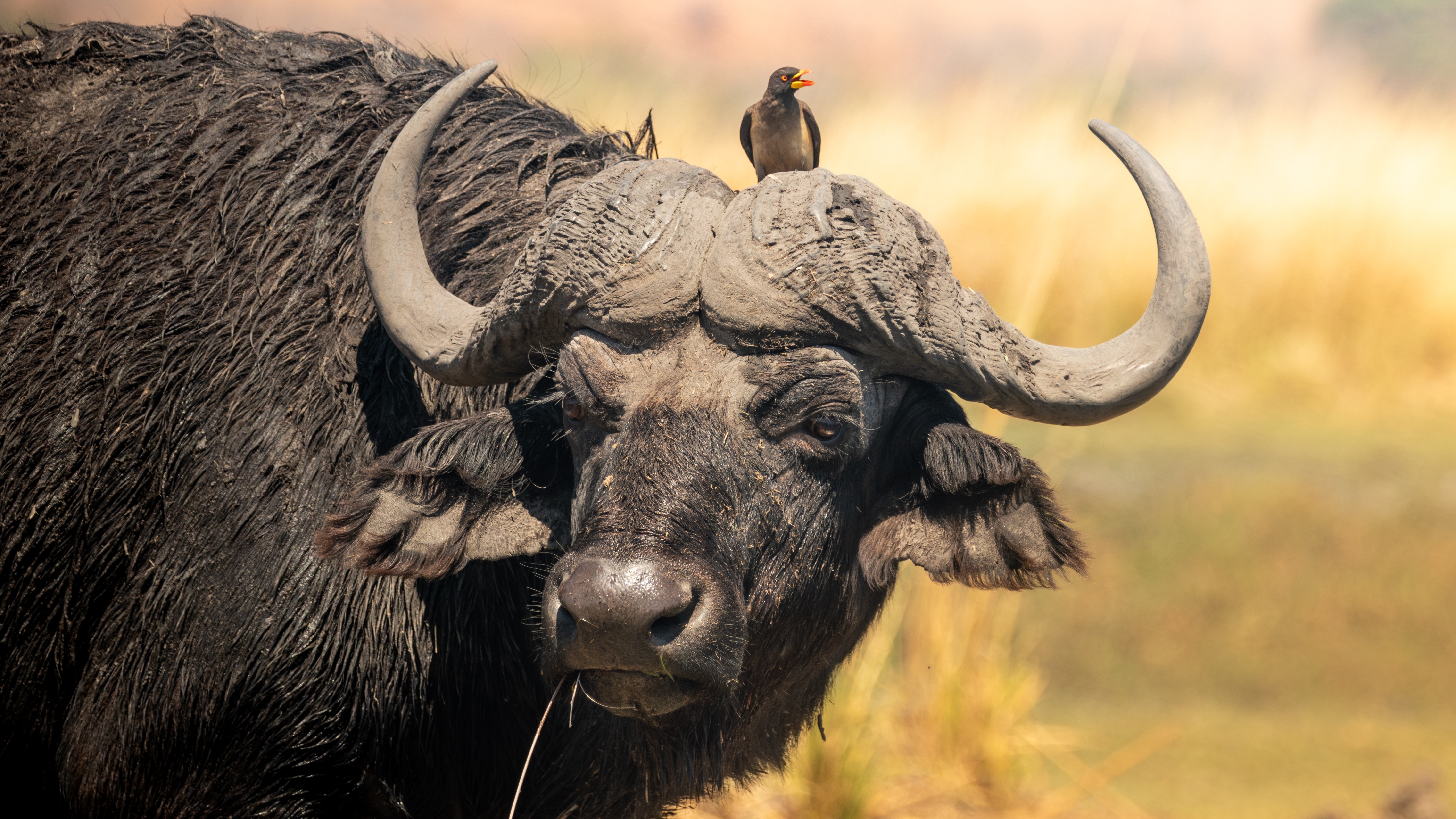 Ein Wasserbüffel mit einem Vogel auf seinem Kopf in einer natürlichen Umgebung.