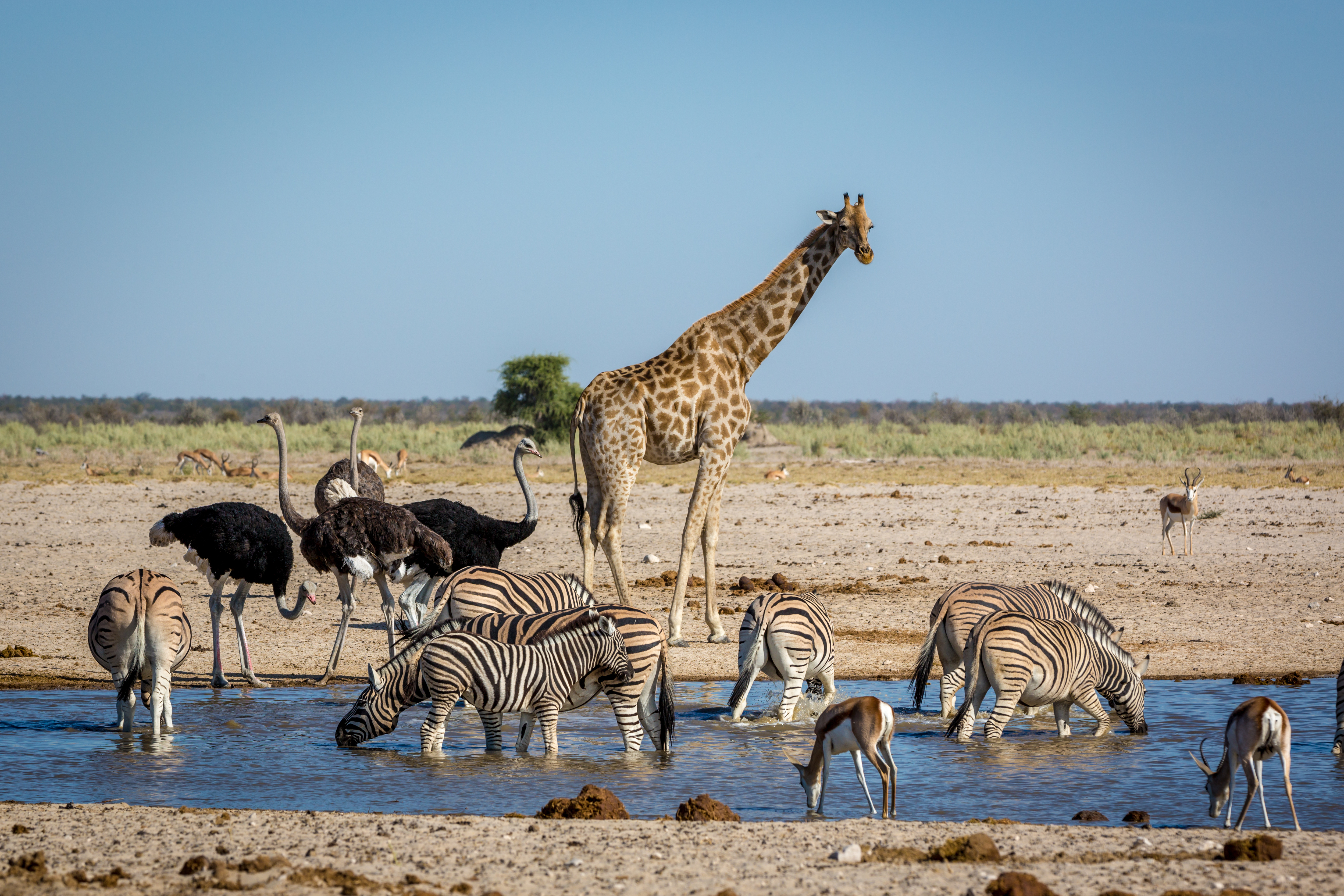 Eine Giraffe steht neben einer Gruppe von Zebras und Straußen an einer Wasserstelle in der afrikanischen Savanne.