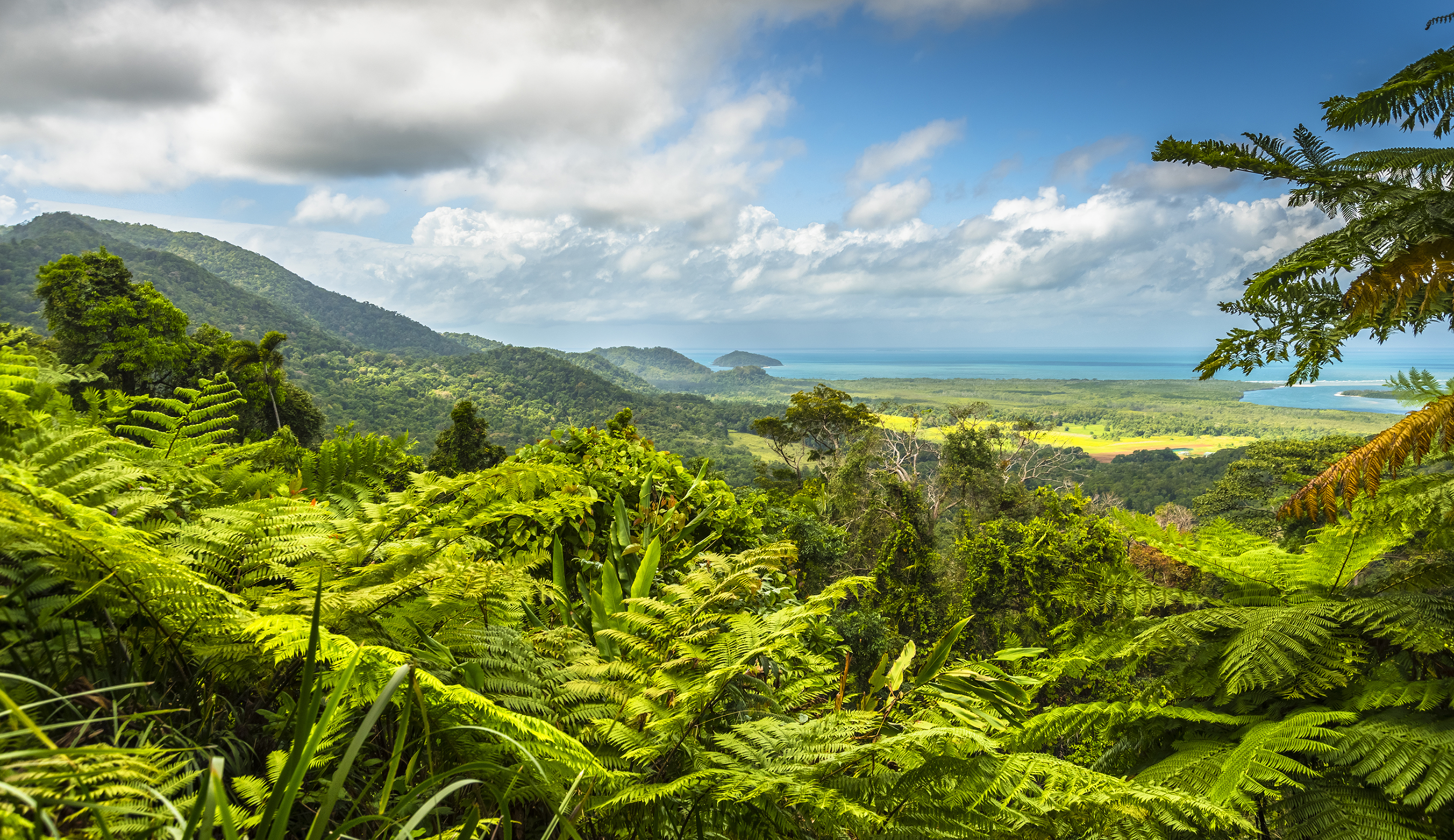 Grüne Landschaft mit üppigen Farnen und Blick auf Hügel und Küste im Hintergrund.