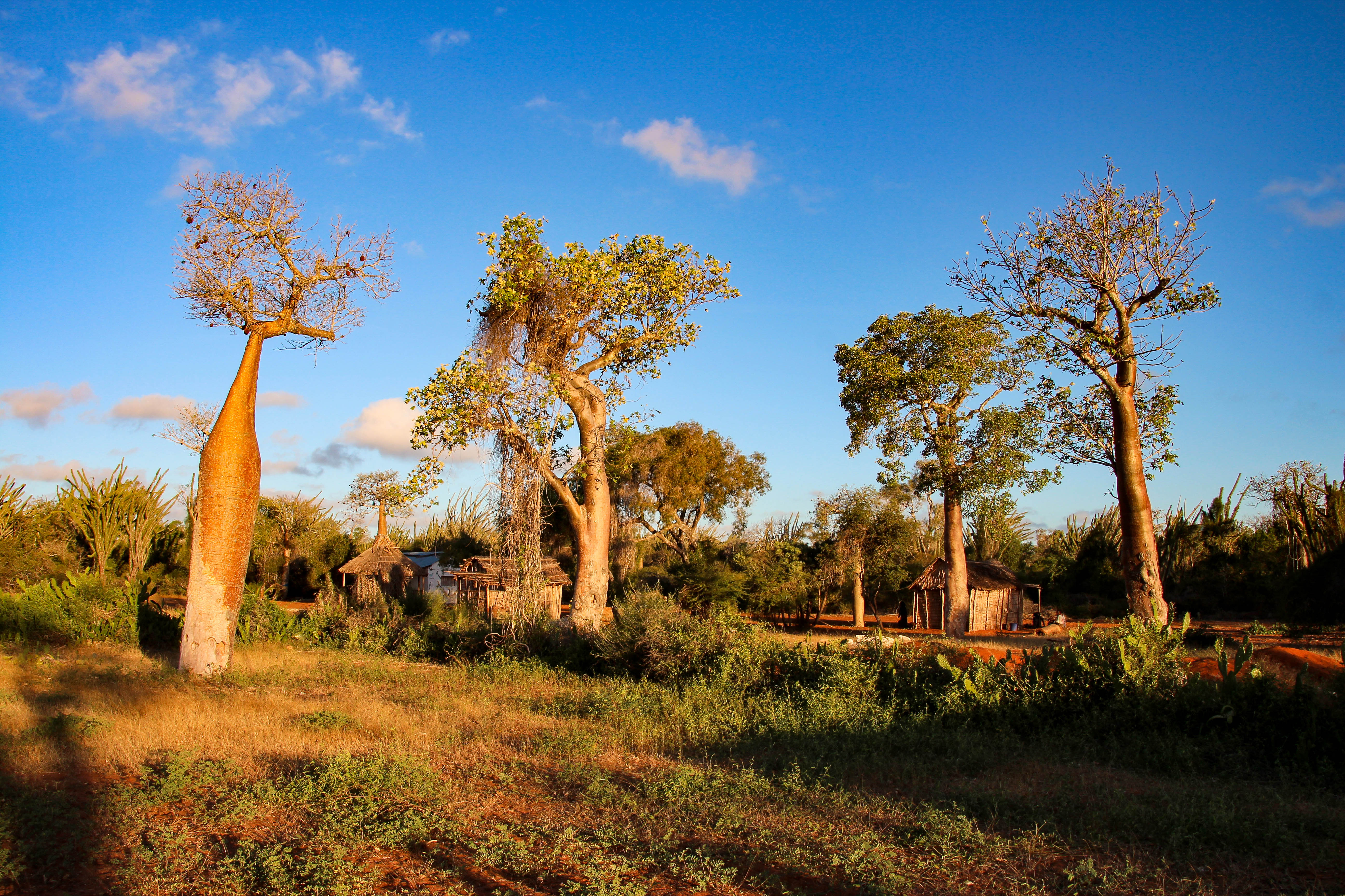 Baobab-Bäume mit charakteristischen dicken Stämmen und grünen Blättern vor einem blauen Himmel.