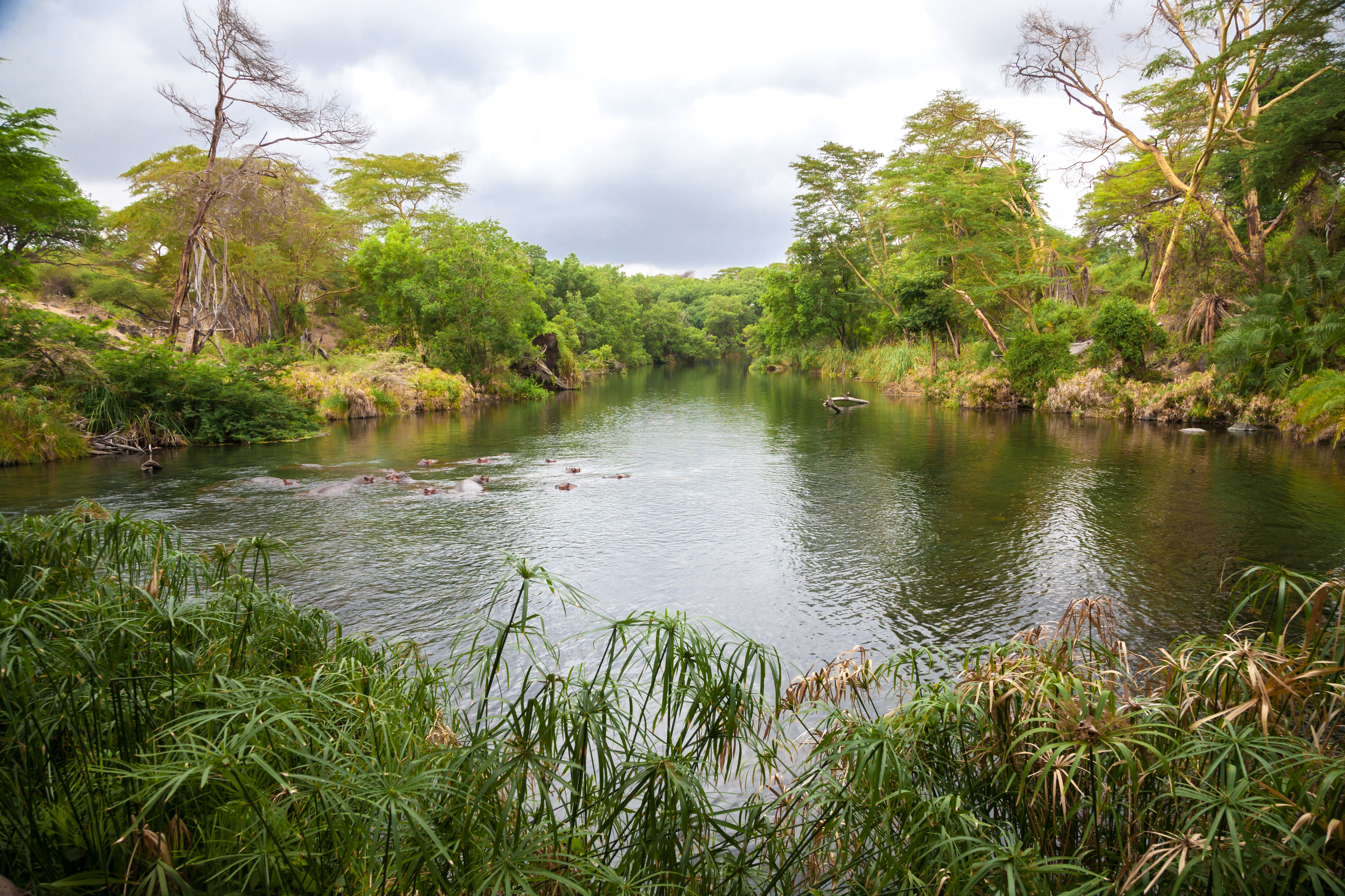 Ein ruhiger Fluss mit üppiger Vegetation und Bäumen entlang des Ufers.