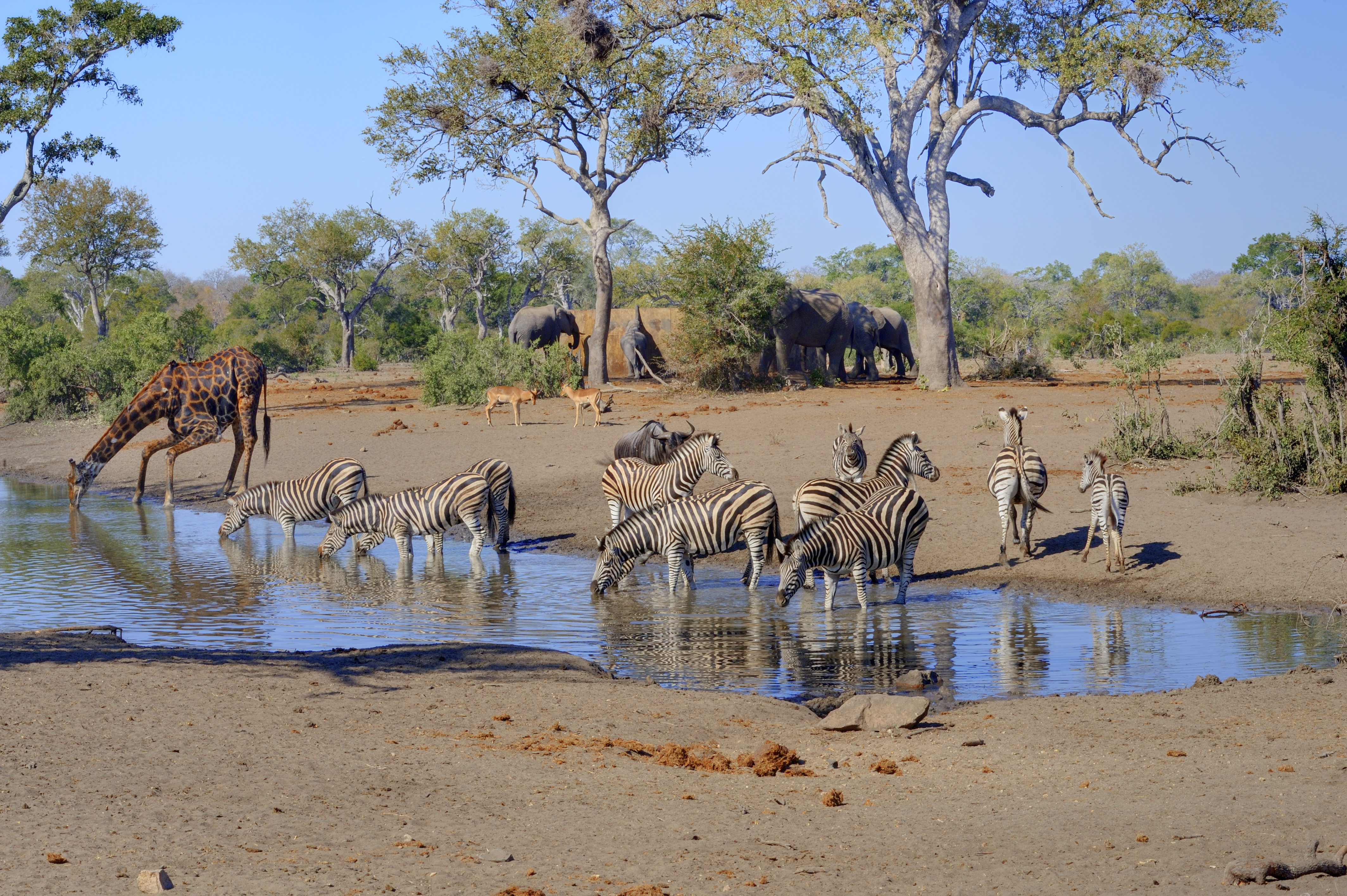 Zebras trinken Wasser an einem Wasserloch, während eine Giraffe im Hintergrund steht.