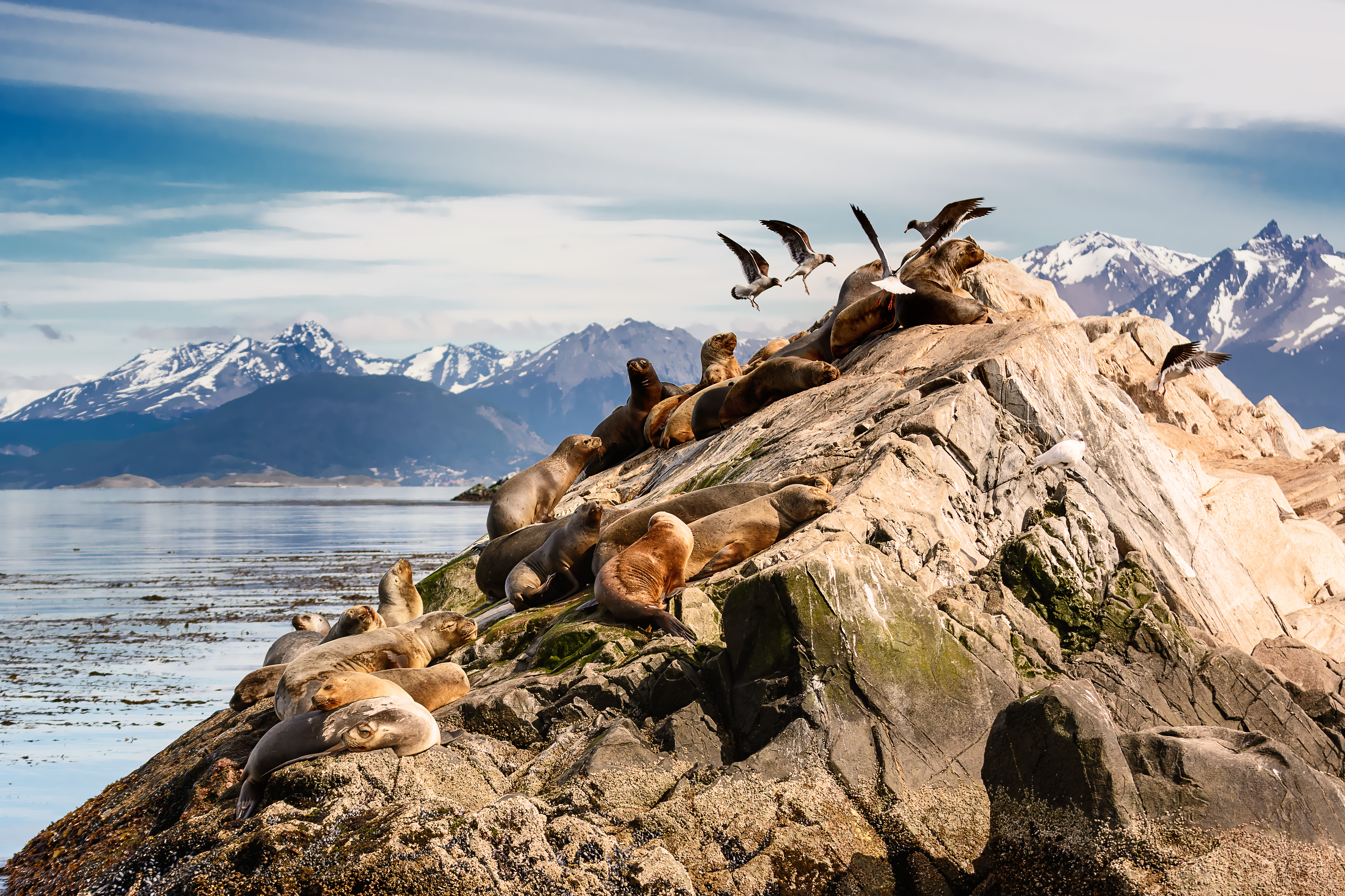 Seehunde liegen auf einem Felsen in einer Küstenlandschaft mit Bergen im Hintergrund.