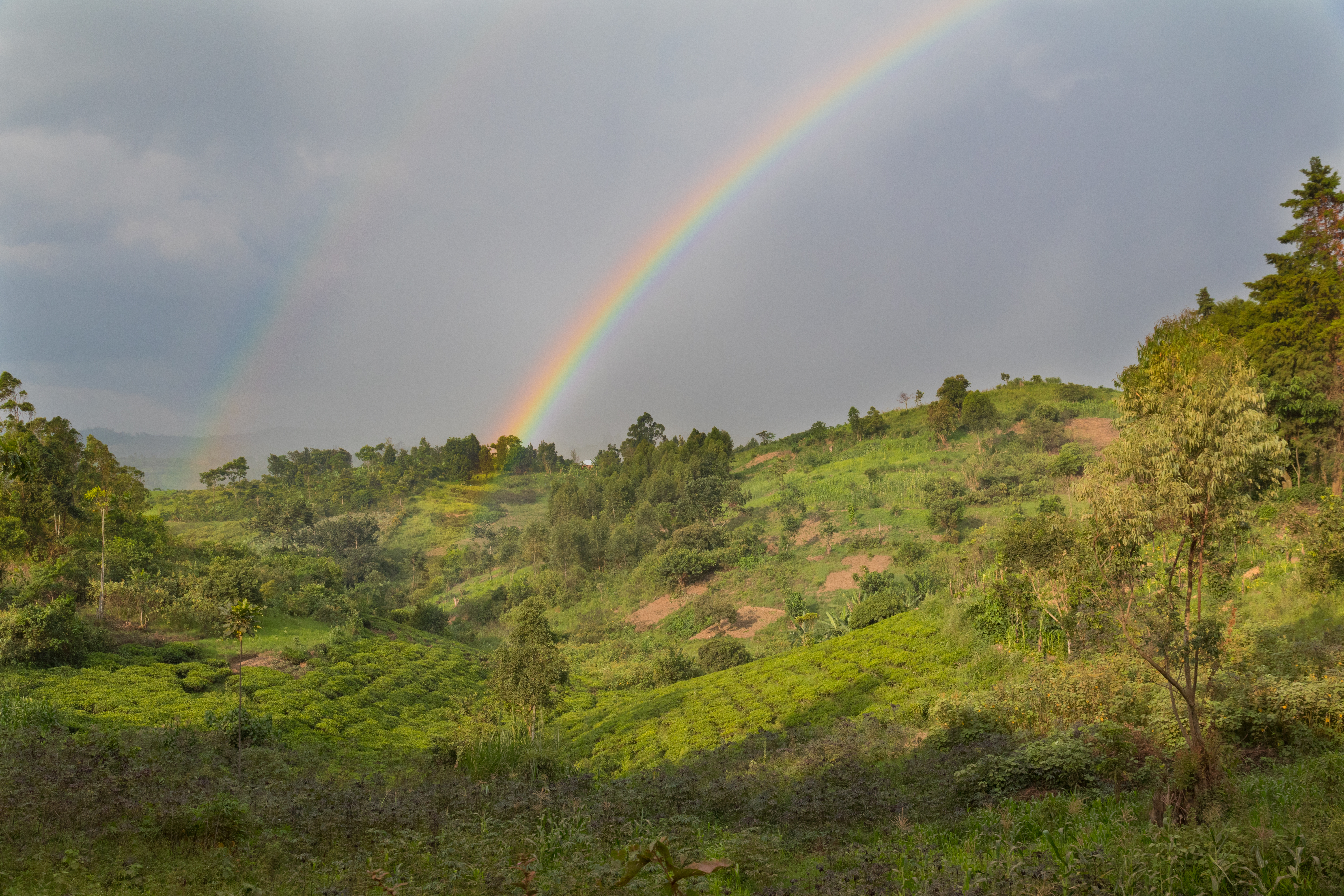 Blick auf eine grüne Landschaft mit Teefeldern und einem Regenbogen im Hintergrund.
