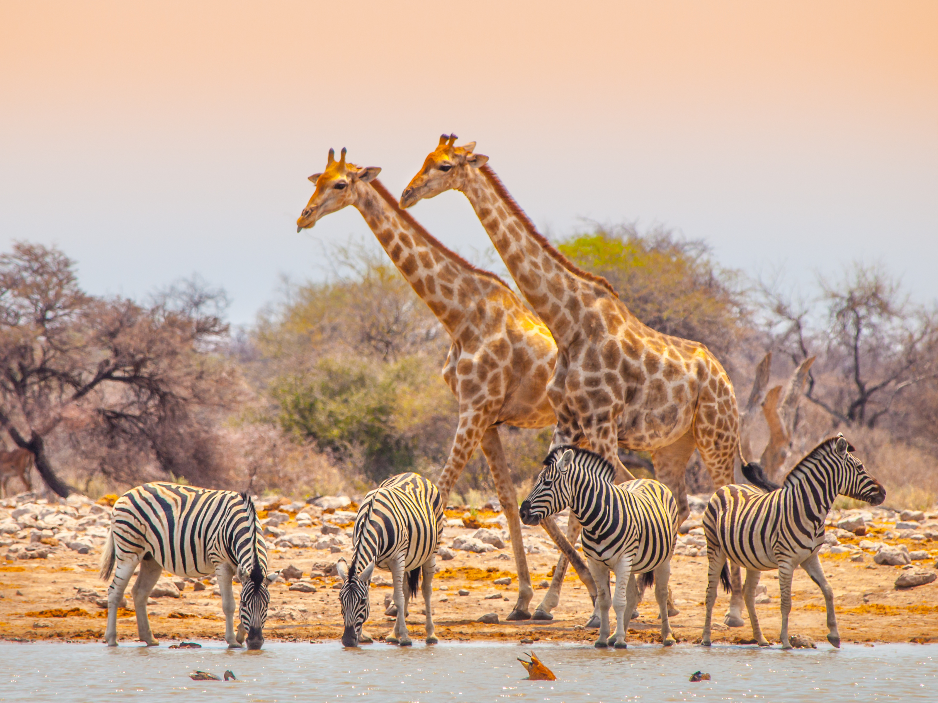 Zwei Giraffen und mehrere Zebras trinken Wasser an einer Wasserstelle in der Natur.