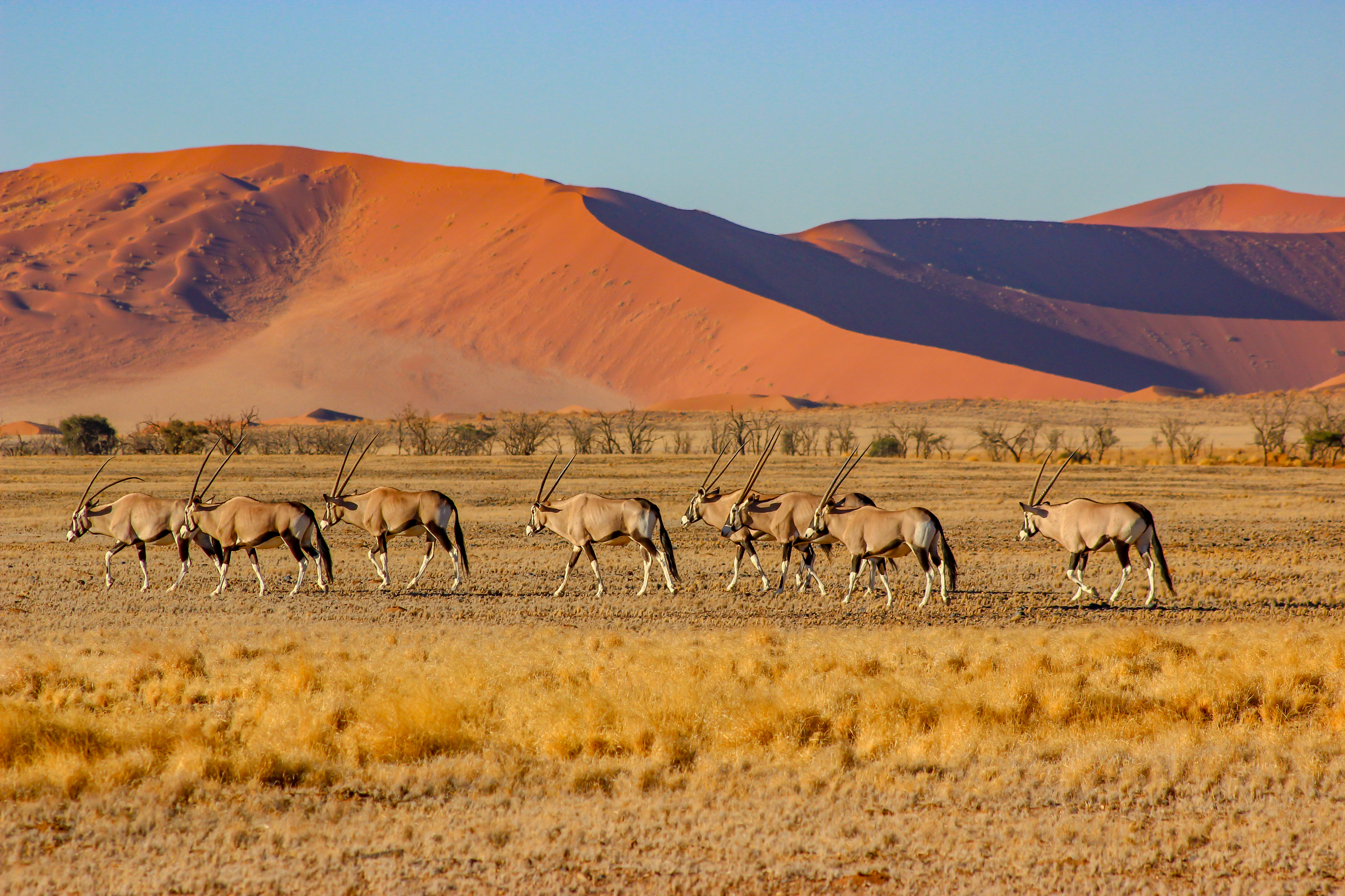 Gruppe von Oryx-Antilopen, die in einer trockenen Landschaft mit Sanddünen im Hintergrund wandern.