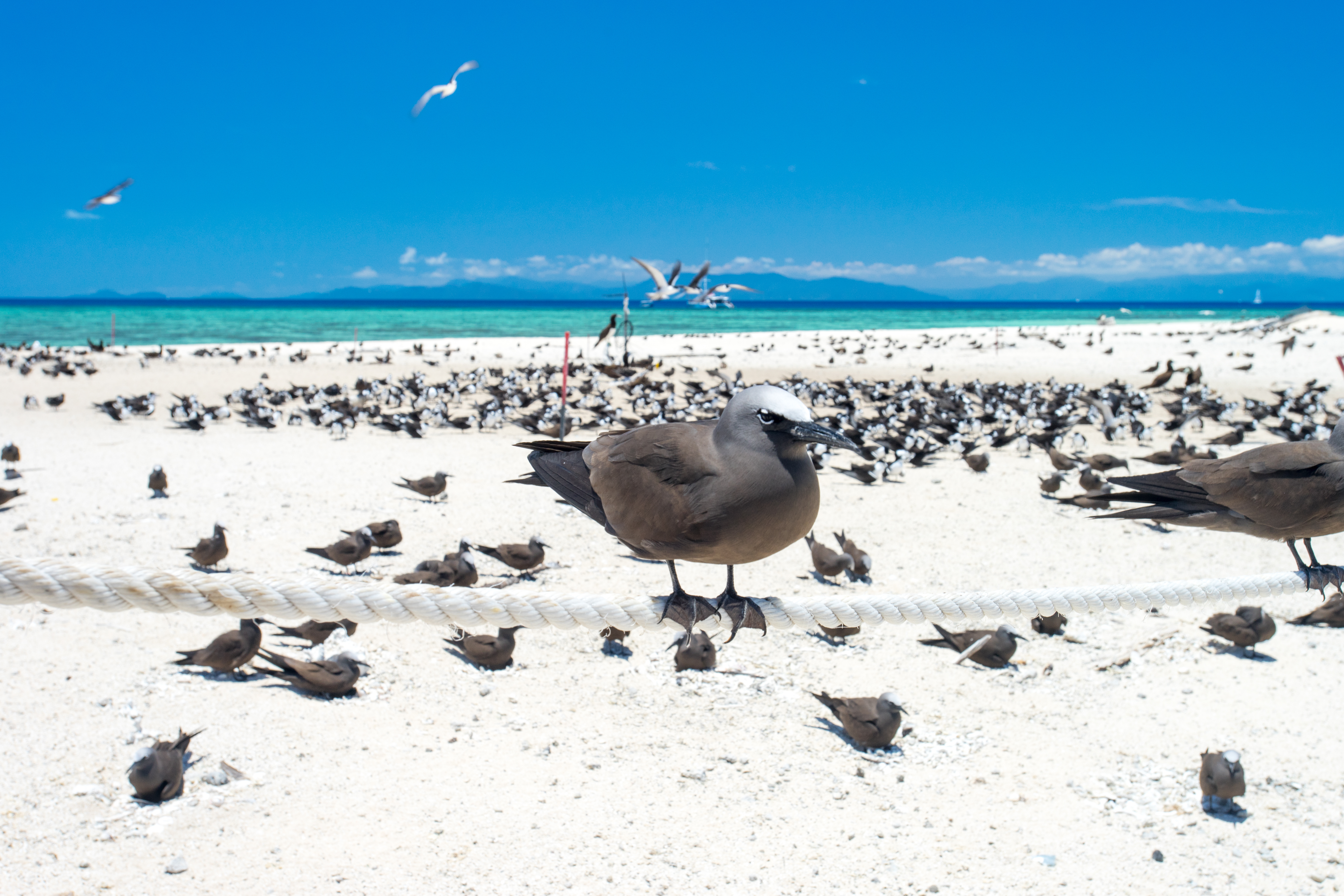 Braune Möwe auf einem Seil mit einer großen Gruppe von Vögeln im Hintergrund auf einem weißen Sandstrand.